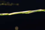 Annual wildrice <BR>Nakedstem dewflower <BR>Nakedstem dewflower <BR>Nakedstem dewflower <BR>Nakedstem dewflower